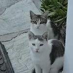 Vrahos -